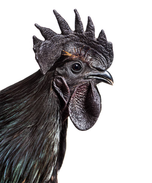 istock Close-up on a Ayam Cemani rooster chicken, isolated on white 1403022373