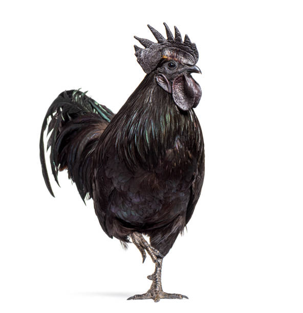 istock Ayam Cemani, Cemani isolated on white 1403022376