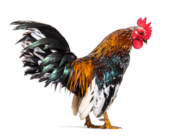 istock Side view of a Serama rooster, chicken 1403022401