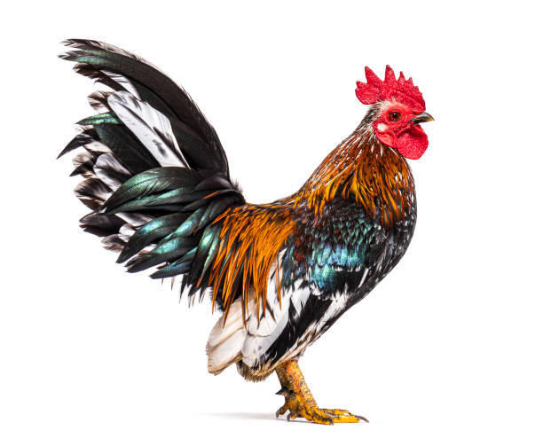 istock Side view of a Serama rooster, chicken 1403022408