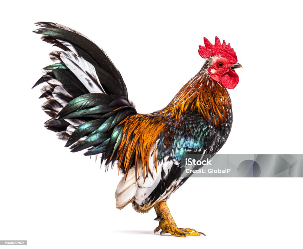 Side view of a Serama rooster, chicken Animal Stock Photo