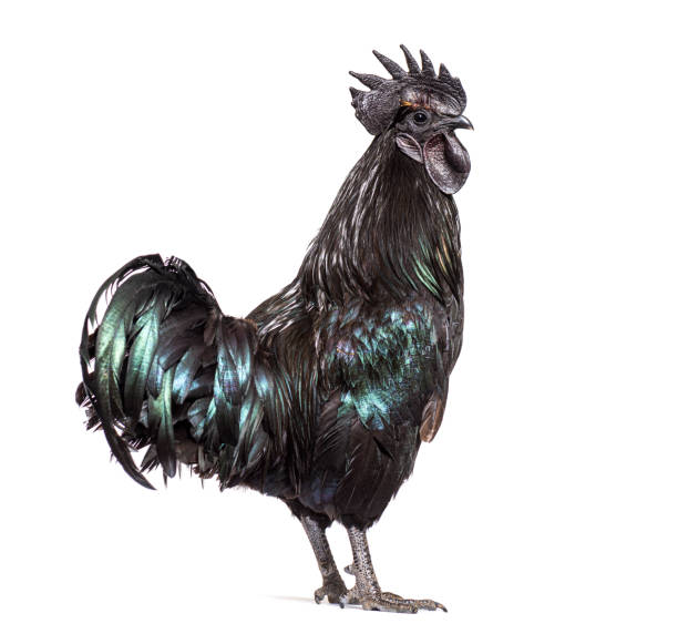istock Profile view of a Ayam Cemani rooster, chicken, isolated on white 1403022410