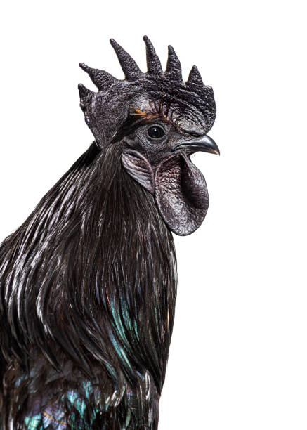 istock Close-up on a Ayam Cemani rooster chicken, isolated on white 1403022429