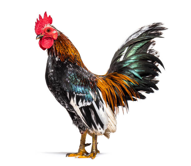 istock Side view of a Serama rooster, chicken 1403022460