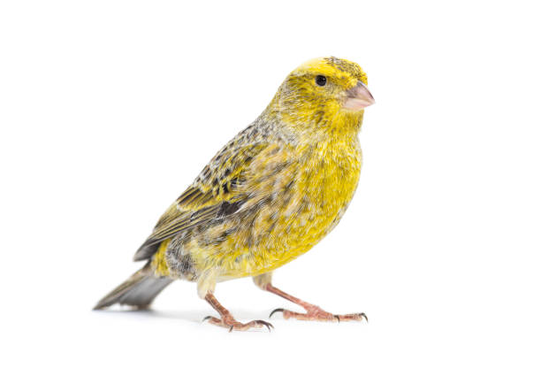 istock Canary standing - Colored LIZZARD- isolated on white 1403022471