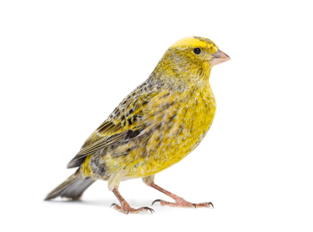 istock Canary standing - Colored LIZZARD- isolated on white 1403022482