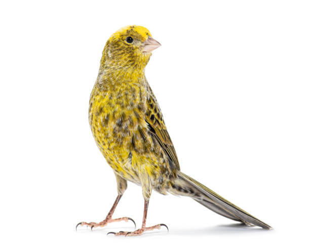 istock Canary standing - Lizzard mutation - isolated on white 1403022491