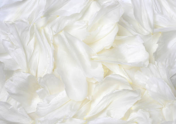 A lot of White petals background. White peony petals texture.