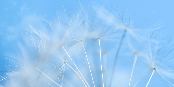 Fluffy salsify seed close-up on a mirror surface