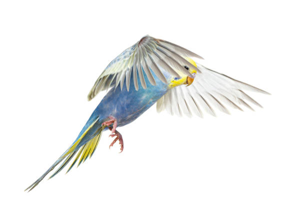 istock Side view of Budgerigar bird flying,  blue rainbow colloration,isolated on white 1403022527