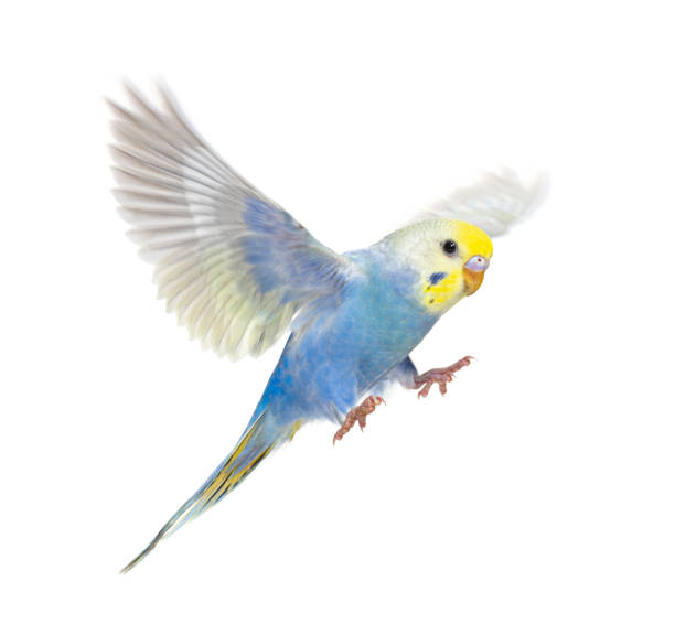 Side view of Budgerigar bird flying,  blue rainbow colloration,isolated on white Side view of Budgerigar bird flying,  blue rainbow colloration,isolated on white parakeet stock pictures, royalty-free photos & images