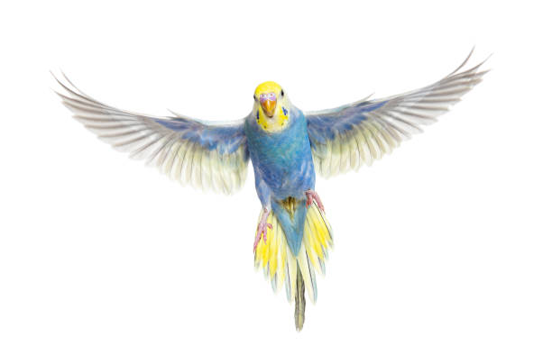 Blue rainbow Budgeriar bird flying wings spread facing at the camera, isolated on white Blue rainbow Budgeriar bird flying wings spread facing at the camera, isolated on white budgerigar stock pictures, royalty-free photos & images