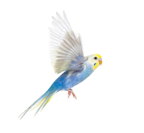 istock Side view of Budgerigar bird flying,  blue rainbow colloration,isolated on white 1403022600