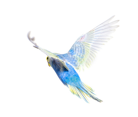 Back view of Budgerigar bird flying,  blue rainbow colloration,isolated on white