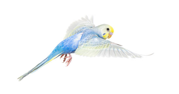 istock Side view of Budgerigar bird flying,  blue rainbow colloration,isolated on white 1403022603