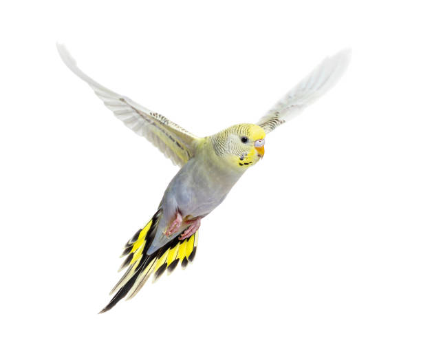 istock grey rainbow Budgeriar bird flying wings spread, isolated on white 1403022680