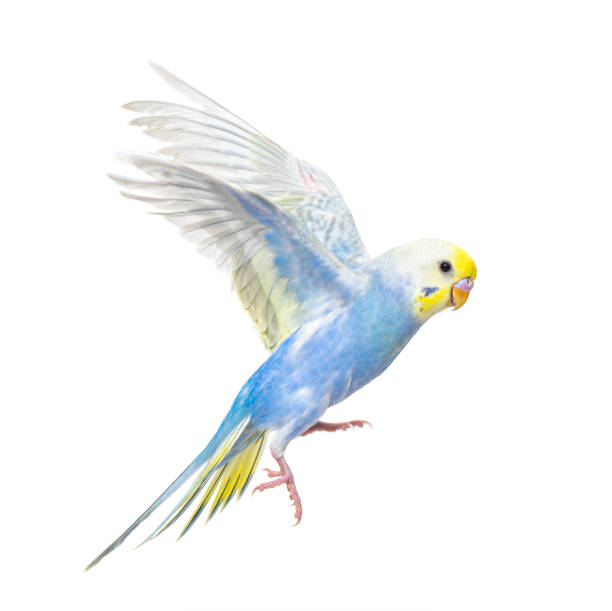 istock Side view of Budgerigar bird flying,  blue rainbow colloration,isolated on white 1403022685