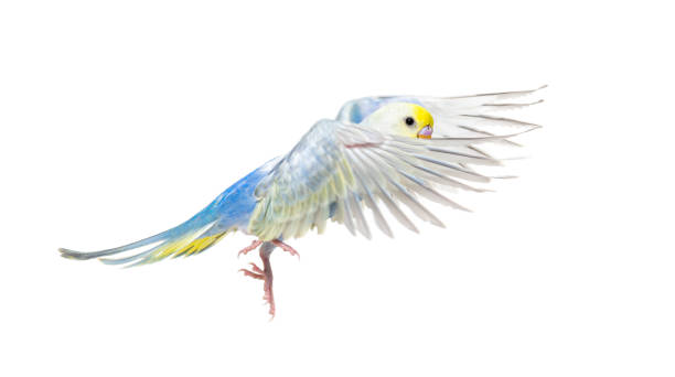 istock Side view of Budgerigar bird flying,  blue rainbow colloration,isolated on white 1403022692