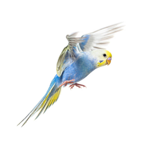 istock Side view of Budgerigar bird flying,  blue rainbow colloration,isolated on white 1403022696
