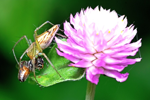 Spider hunting bee insect on Globe Amaranth flower - animal behavior.