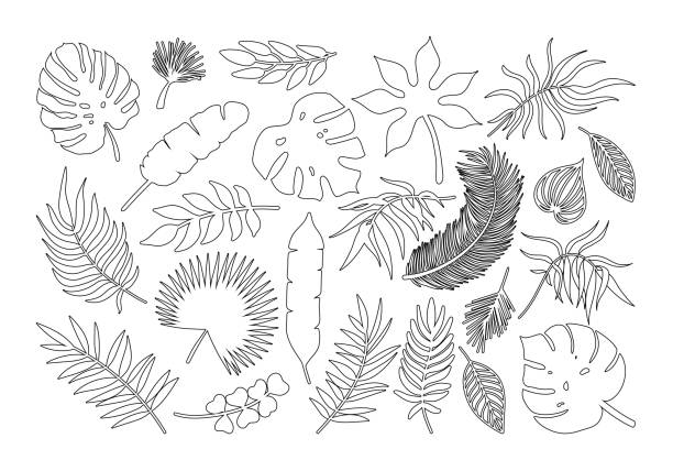 illustrazioni stock, clip art, cartoni animati e icone di tendenza di vector line art set di icone di foglie di palma. le piante tropicali nere lasciano contorno silhouette collezione esotica. monstera, palma a ventaglio, banana, eucalipto, contorno di foglie di palma da cocco isolato su fondo bianco - chestnut tree leaf tree white background