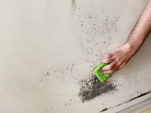istock Hand cleaning mold on the wall with cleaning sponge 1403025465