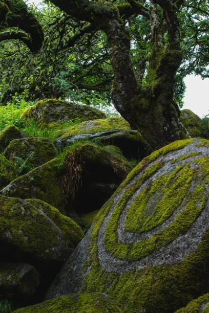 Photo of Moss carvings in Wistmans Wood