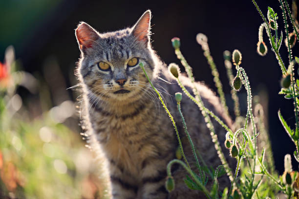 istock Stripped cat in meadow, back lit by evening summer light 1403025802