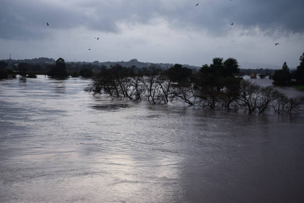 Stock photo of Panchganga river flood after heavy rain, trees submerged under flood water.Picture captured during monsoon season, dark clouds on background at Kolhapur, Maharashtra, India. stock photo