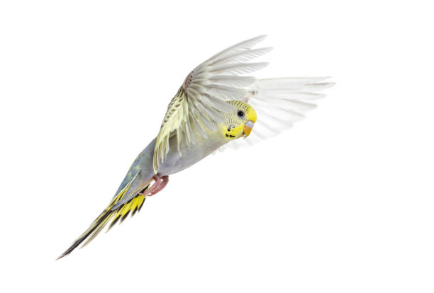istock grey rainbow Budgeriar bird flying wings spread, isolated on white 1403025984