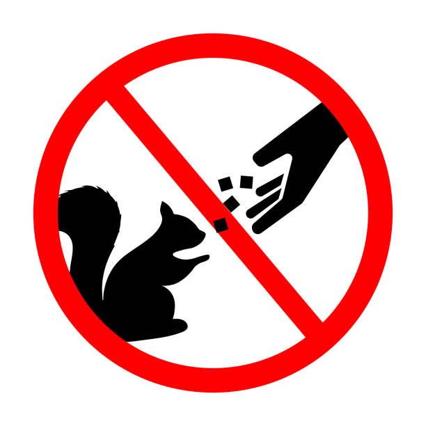 Do not feed the squirrels. Do not change the physiological need for food,is enforced from outside. Vector illustration Do not feed the squirrels. Do not change the physiological need for food,is enforced from outside. Vector illustration. animals feeding stock illustrations