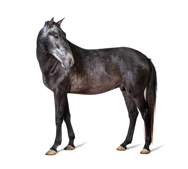 istock Profile Lusitano, Portuguese horse, isolated on white 1403026056