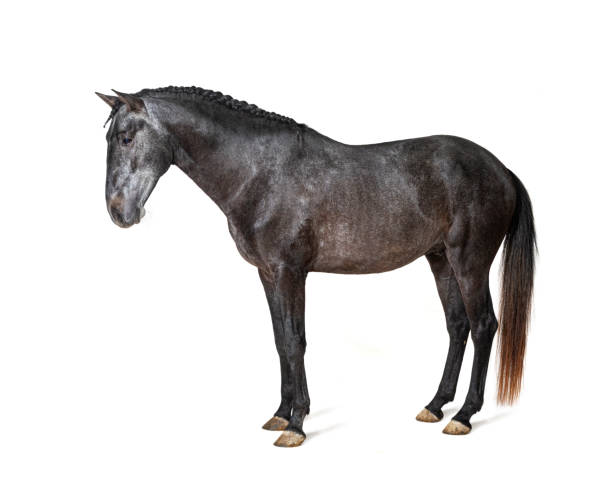 istock Profile Lusitano, Portuguese horse, isolated on white 1403026057