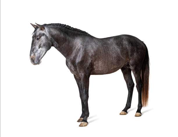 istock Profile Lusitano, Portuguese horse, isolated on white 1403026067