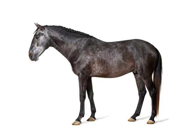 istock Profile Lusitano, Portuguese horse, isolated on white 1403026068
