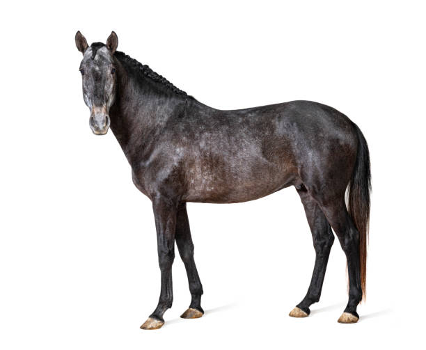 istock Profile Lusitano, Portuguese horse, isolated on white 1403026084