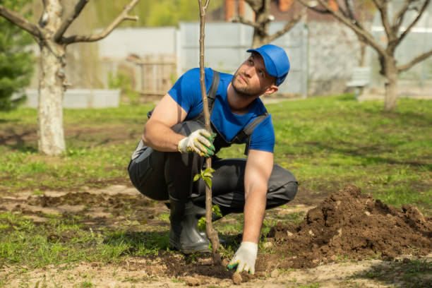 istock Worker in blue cap plants tree in dug pit in cottage garden 1403026085