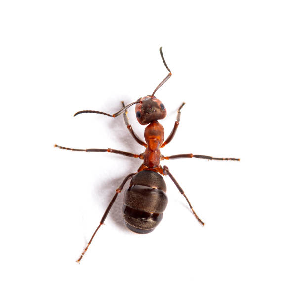 fourmi des bois rouge - formica rufa ou fourmi des bois du sud, isolée sur blanc - wood ant photos et images de collection