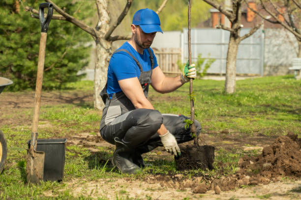istock Worker in blue cap plants tree in dug pit in cottage garden 1403026104