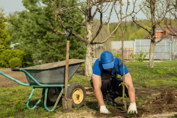 istock Man in work gloves covers tree seedling with ground closeup 1403026129