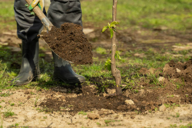 istock Gardener in rubber boots buries young seedling with shovel 1403026132
