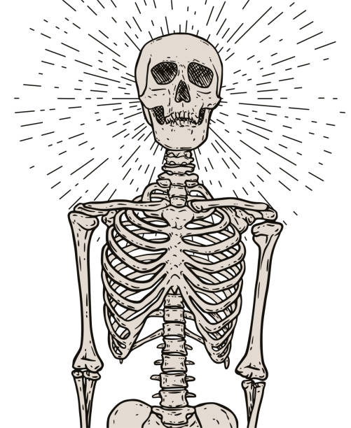 Human skeleton standing with rays of light Human skeleton with bursting rays of light over the skull. Hand drawn vector anatomy body and head drawing. Gothic style illustration print design in black and white. clip art of rib cage stock illustrations