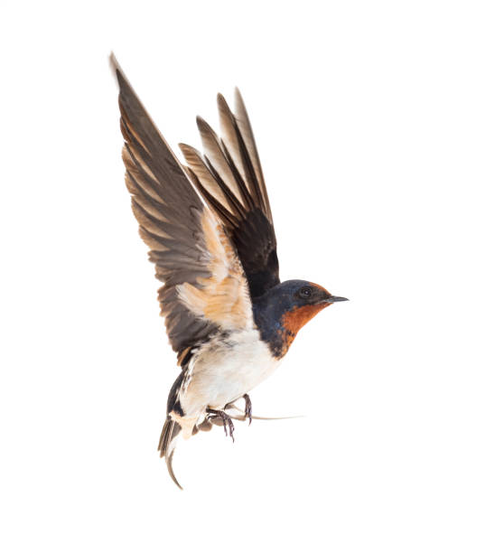 istock Barn Swallow Flying wings spread, bird, Hirundo rustica, flying against white background 1403027076