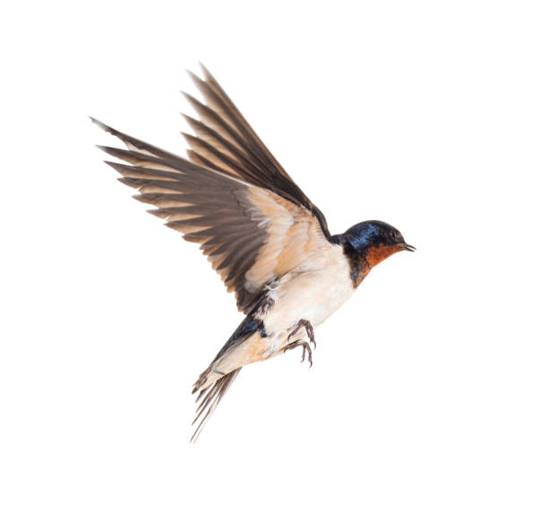 istock Barn Swallow Flying wings spread, bird, Hirundo rustica, flying against white background 1403027108