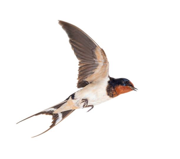 barn swallow ali volanti spiegate, uccello, hirundo rustica, che vola su sfondo bianco - rondine foto e immagini stock