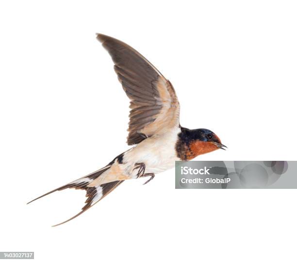 Barn Swallow Flying Wings Spread Bird Hirundo Rustica Flying Against White Background Stock Photo - Download Image Now