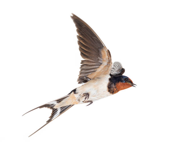 istock Barn Swallow, bird, Hirundo rustica, flying against white background 1403027189