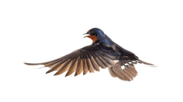 istock Barn Swallow Flying wings spread, bird, Hirundo rustica, flying against white background 1403027191