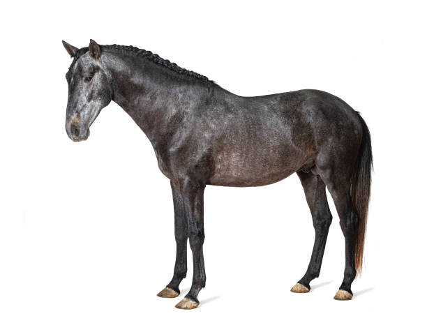 istock Profile Lusitano, Portuguese horse, isolated on white 1403027241