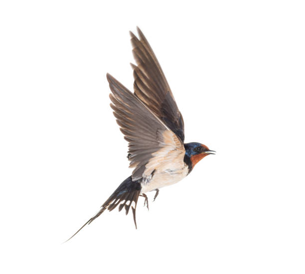 istock Barn Swallow Flying wings spread, bird, Hirundo rustica, flying against white background 1403027247